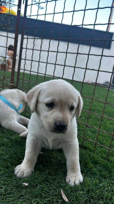 Cachorro Labrador com LOP