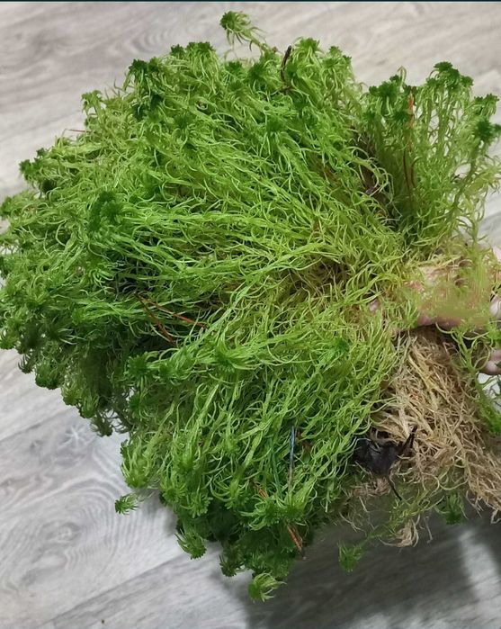 Мох болотяний сфагнум