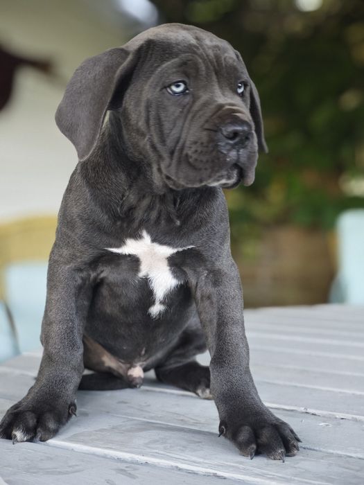 Cane Corso - Macho Cizento
