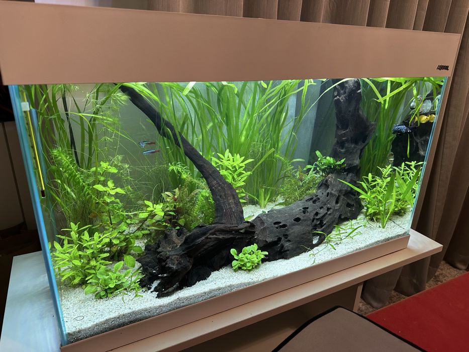 Akwarium Optiset 125l z życiem