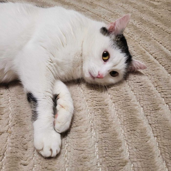 Kotka Jagusia - wdzięczna, łagodna, kanapowiec :)