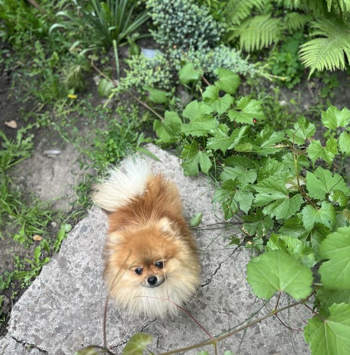 Вязка Померанского шпица