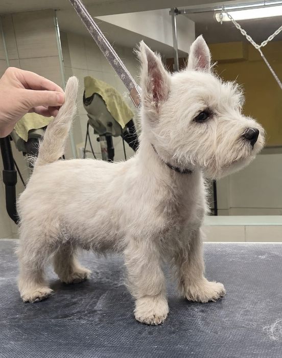 West Highland White Terrier - pies -  po championie - ZKwP (FCI)