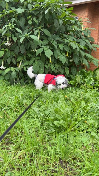 Pet sitting- Alverca do Ribatejo