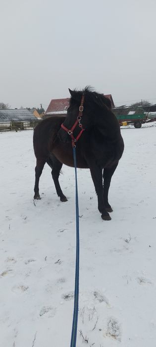 Sprzedam klacz huculską