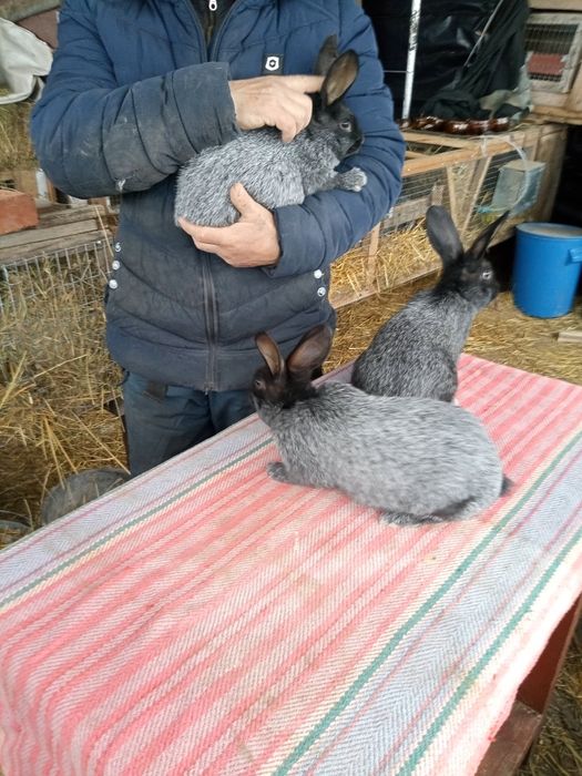 Продам кролів Полтавське Срібло віком вік 2-3місяця