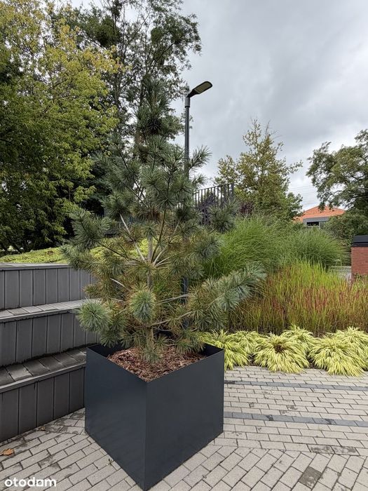 Luksusowy apartament Poznań ul. Wilcza - prywatnie