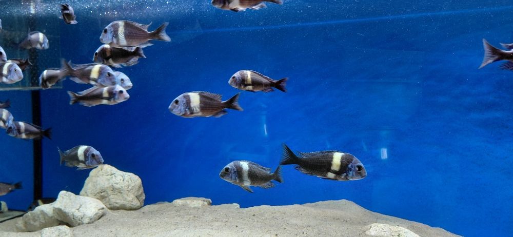 Tropheus  Duboisi Maswa.