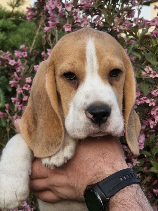Beagle piesek gotowy do odbioru