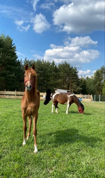 Klacz czystej krwi arabskiej