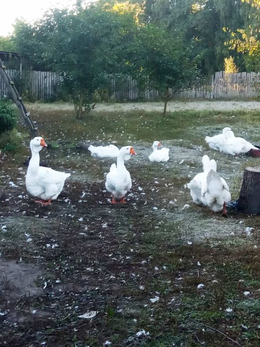 Продам гусей породи Холмогор