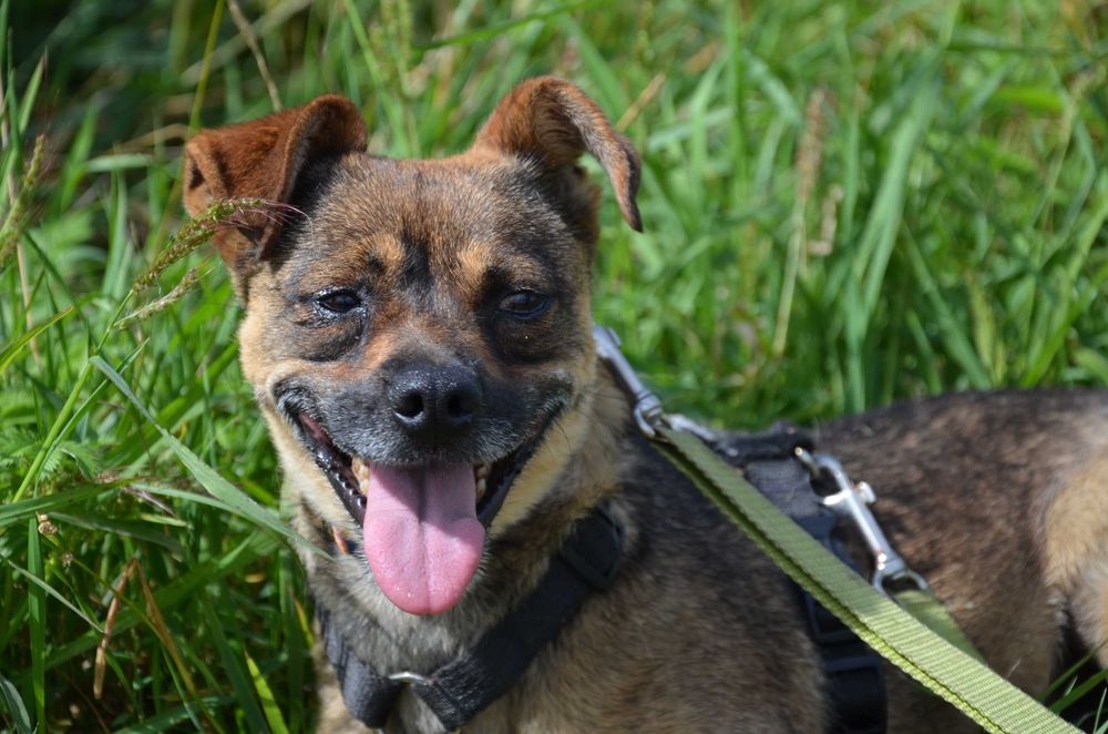 Sofia -mała, nieśmiała, zagubiona w schroniskowym hałasie  - adopcja.