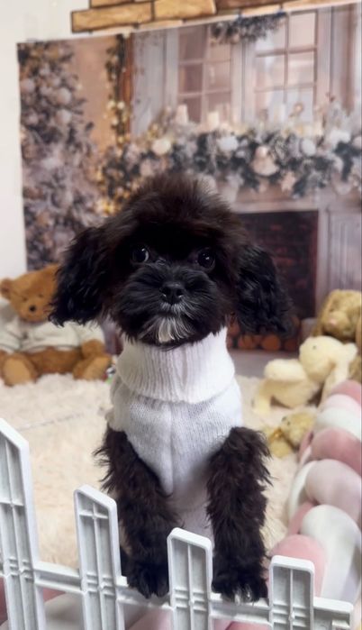 Міні кавапу бебі фейс дівчинка чорна