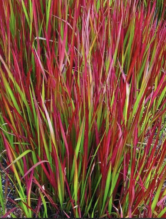 Трава Императа, Ред Барон