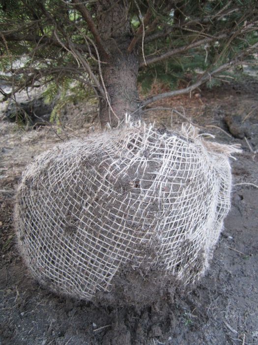 świerk Biały odm. Densata 200 cm