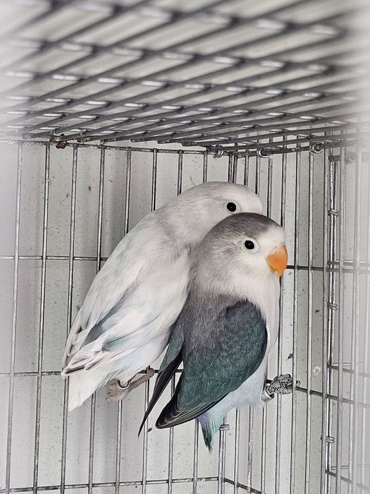 agapornis ficher e personatas