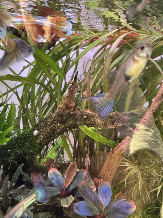 Guppy Blue Metal Snakeskin ( casal )