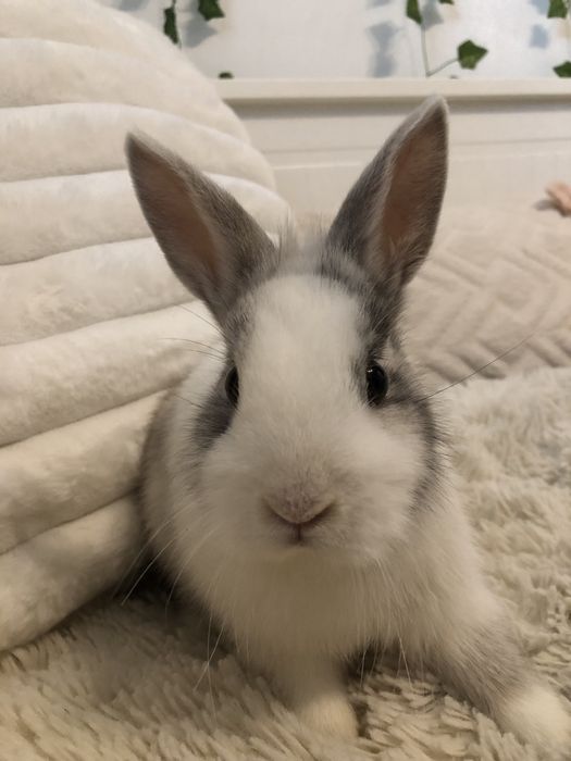 Królik miniaturka karzełek