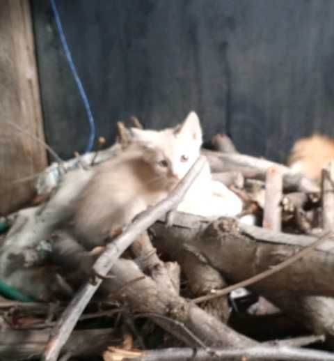 Отдам в хорошие руки котят