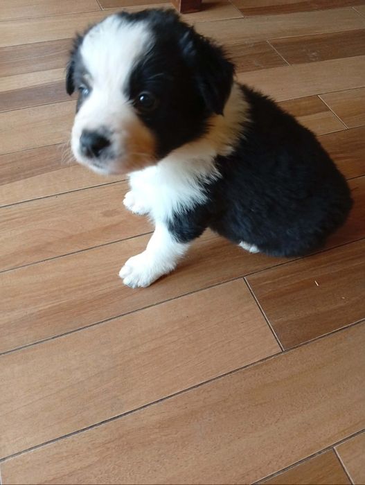 Piesek Bolder Collie ZKwP