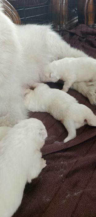Samoyed szczeniak