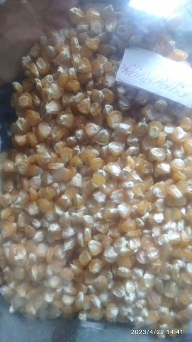 Продам гладіолуси,кукурудзу для консервації,,цибуля кущівка.