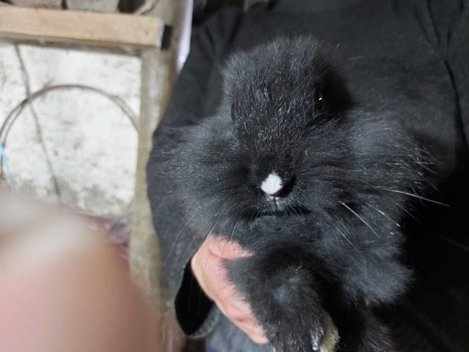 Coelhos de estimação