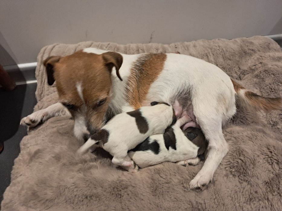 Jack Russell Terrier