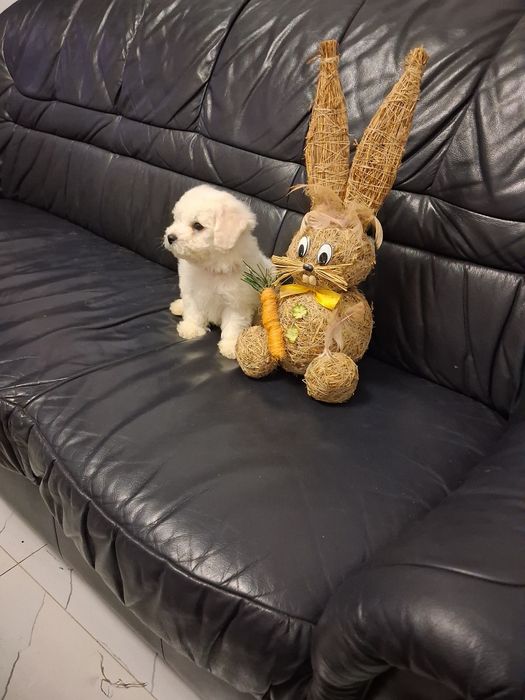 Bichon Frise piesek