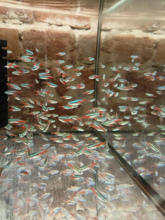 MISIEKZOO Kąsaczowate - Neon Inessa już od 1,80 zł