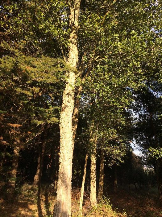 24 hectares de Cupressus para abate