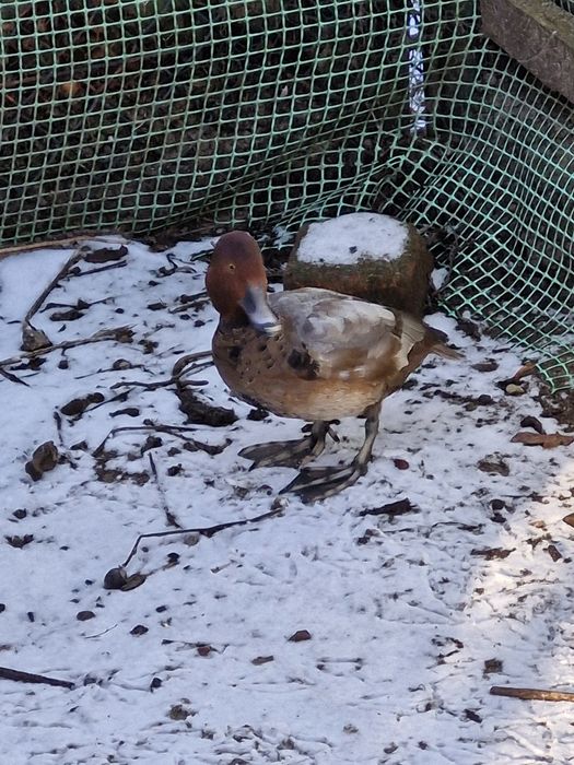 Kaczki głowienki sprzedam.