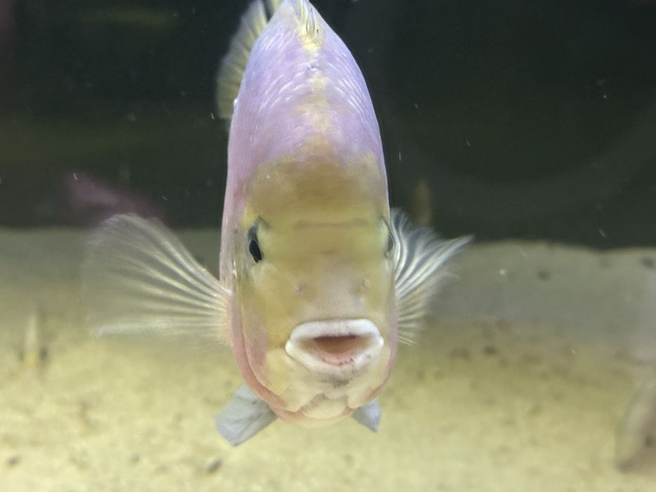 Vieja synspilum macho 30cm