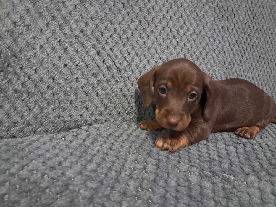 Jamniczki czekoladowe