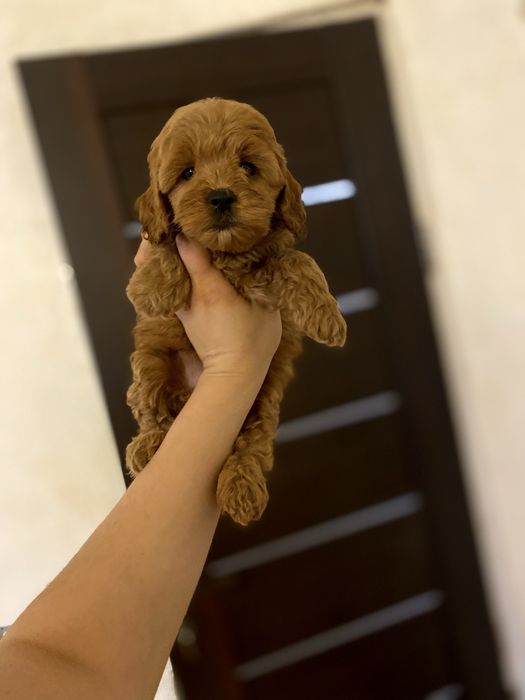 Мини девочка мальтипу ред браун — уровень luxury