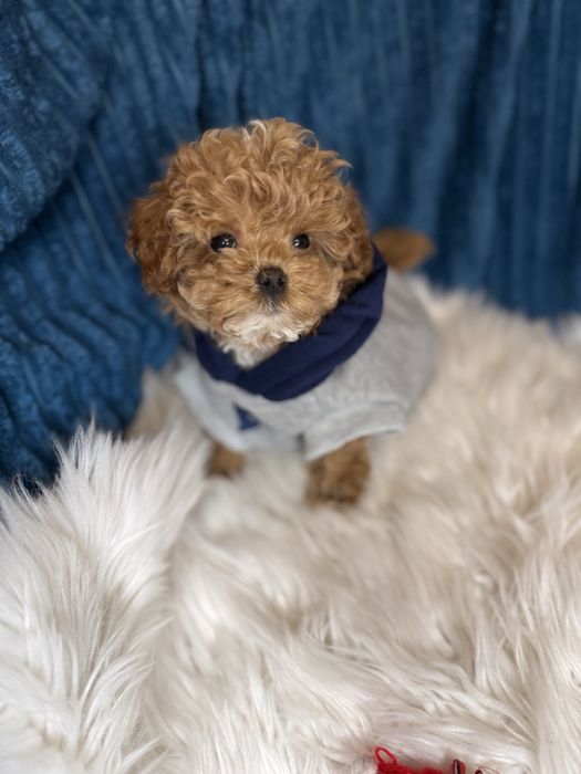 Шикарні vip мальтипу