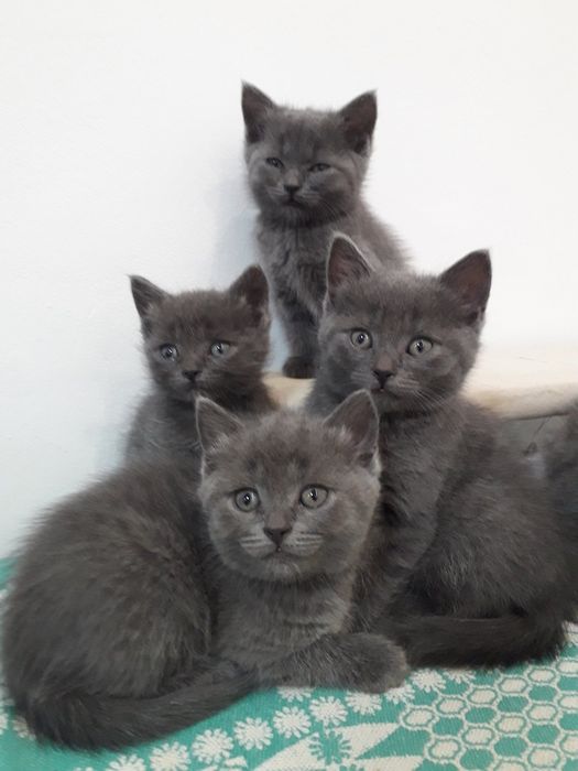 Шотландські кошенята, Scottish fold, Scottish Straight