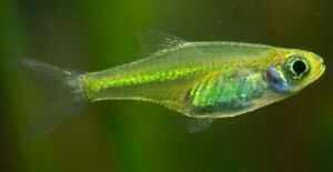 Razbora Kubotai - sklep akwarystyczny AKWAREKS - Wysyłka