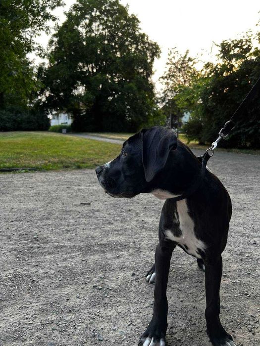 Кане Корсо  1,5 года