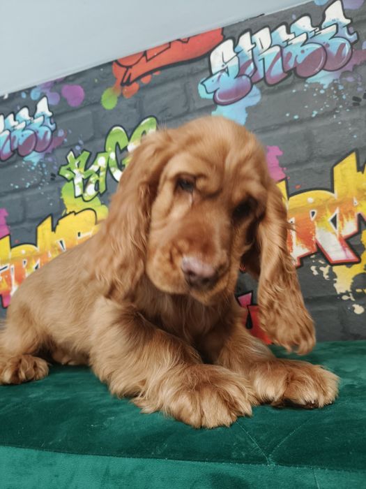 Cocker Spaniel Angielski -suczka Gotowa  do odbioru