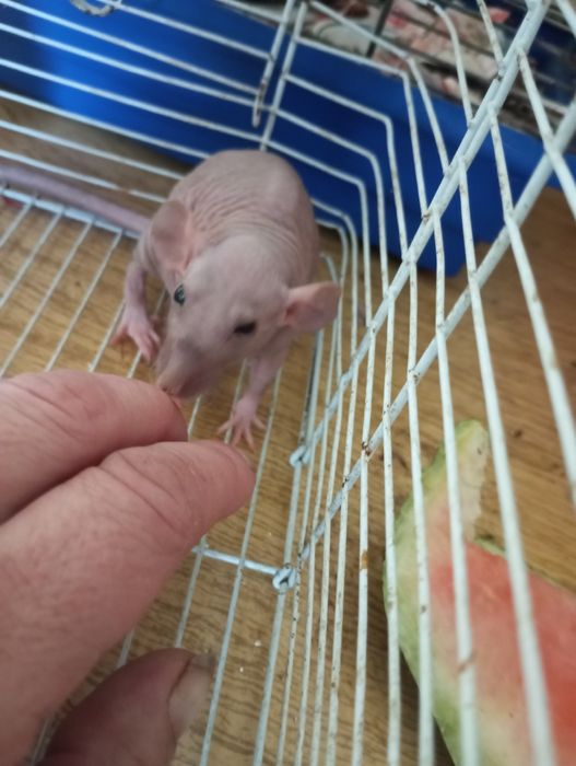 КрысьиДетки#ИщутЛюдейДляЛюбви#СфинксыСимбиоты#