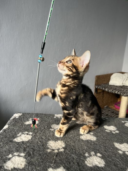 Бенгальські кошенята