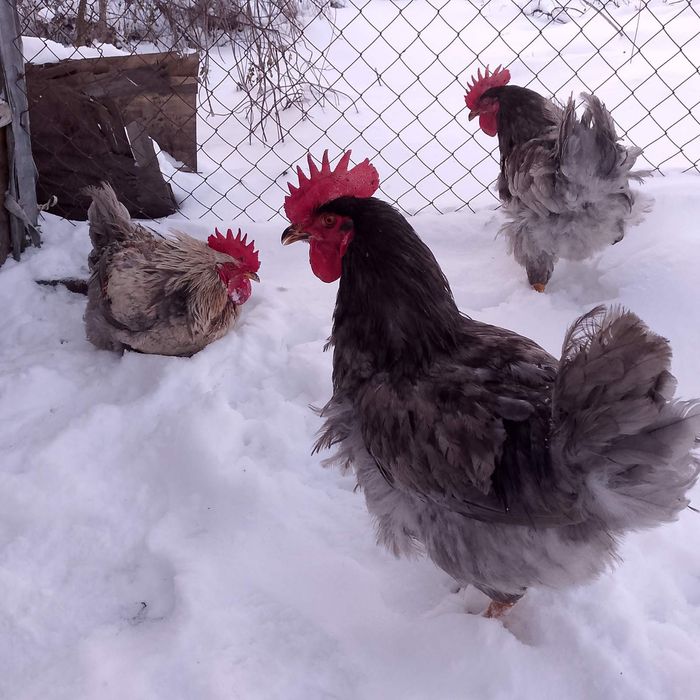Продам домашних петухов!