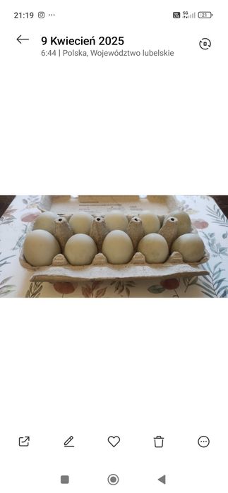 Sprzedam 30 jaj kaczek biegusów