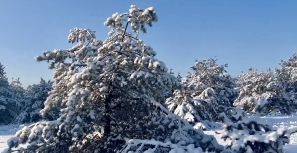 Земельна ділянка в лісі.Від 2 Га! Феневичі !