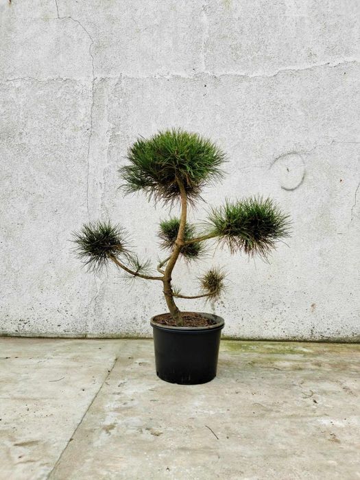 sosna formowana-bonsai