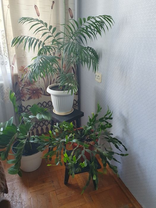 Пальма комнатная
