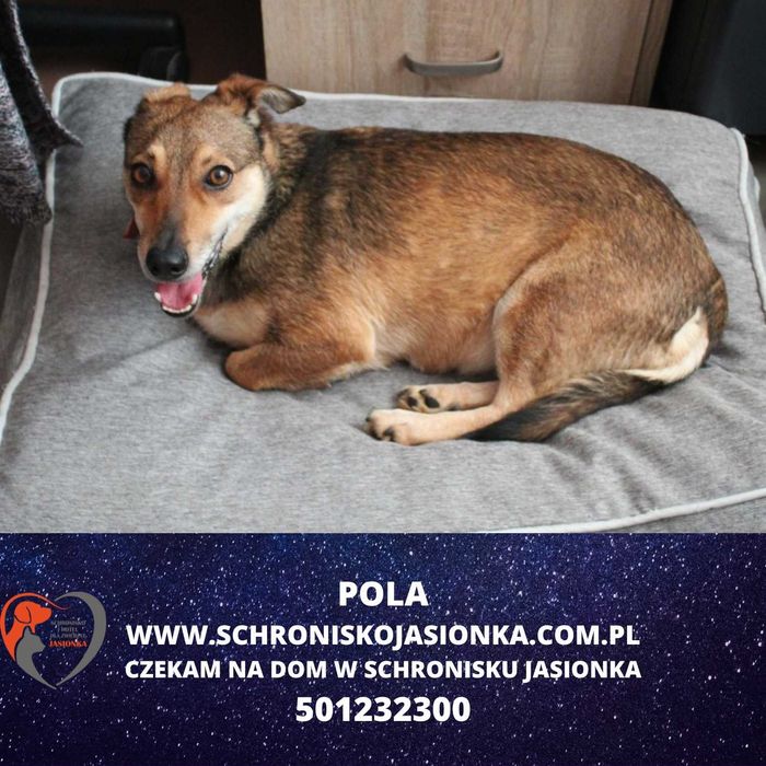 Pola do adopcji – Schronisko Jasionka