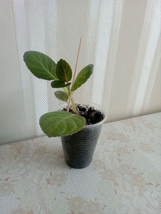 Глоксинія (дітки)