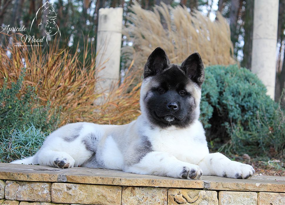 Американська Акіта.Розплідник.